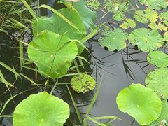 -昆山城市生态森林公园