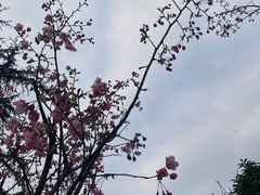 -南山植物园