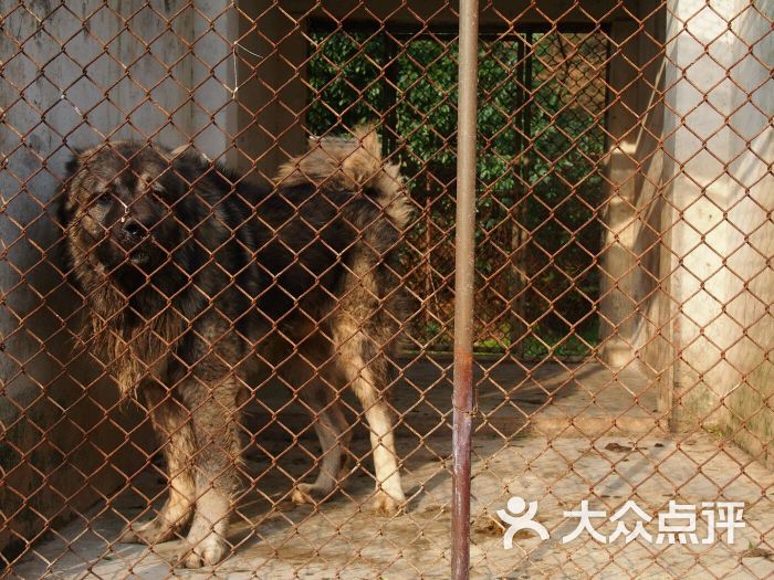 西山藏獒园图片 - 第4张