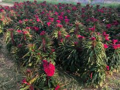 -北京东方普罗旺斯薰衣草庄园