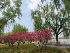 -莲花池公园