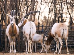 -济南野生动物世界