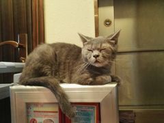 -more than meow吴止猫主题餐厅(承德 中船汇店)