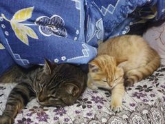 -东方名猫馆·英短金渐层布偶猫舍(环线广场1号楼店)