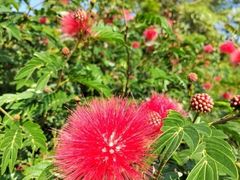 -福田红树林生态公园