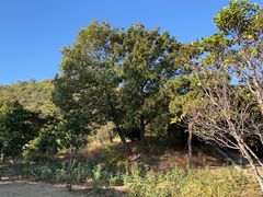 -北京西山国家森林公园