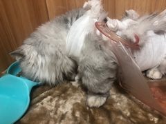 -美联众合动物医院(·中兽医·疑难杂症·严家桥分院)