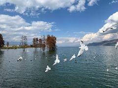 -嘉华鲜花饼(四方街旗舰店)