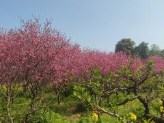 -南汇桃花村