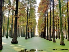 -渌洋湖湿地公园