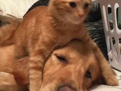 -爪爪喵星球·猫舍(前海卓越店)