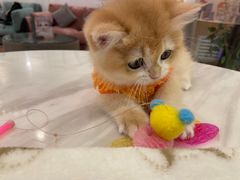 -袖虎·猫馆(体育西路店)