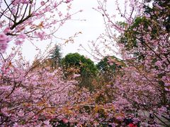 -南山植物园