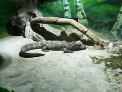 -上海大自然野生昆虫馆(东方明珠·爬宠昆虫探索中心)