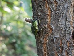-阳台山自然风景区