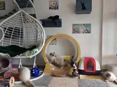 -珠海悠米米努特矮脚猫舍