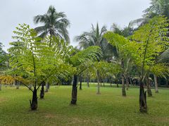 -中国科学院西双版纳热带植物园