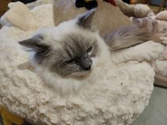 -滚猫咖啡·猫咖·猫友好撸猫(未来城店)
