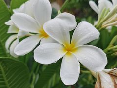 -西双版纳总佛寺
