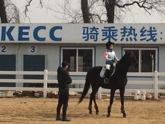 专业训练-大连凯洋马术俱乐部有限公司