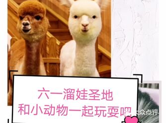 六一溜娃圣地|和小动物一起玩耍吧