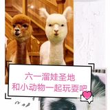 六一溜娃圣地|和小动物一起玩耍吧🌈