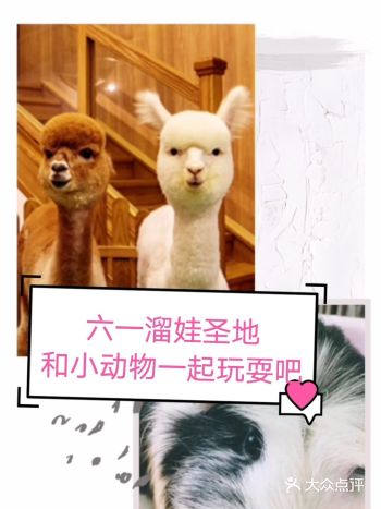 六一溜娃圣地|和小动物一起玩耍吧