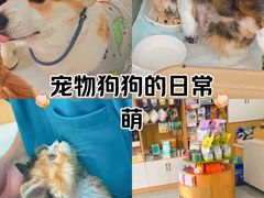 -瑞派长江宠物医院·猫科·外科·24小时夜护(谊城公寓分院)