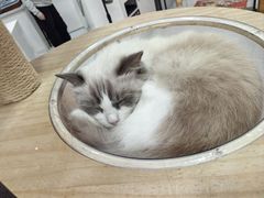 -喵园·猫主题咖啡厅·撸猫·猫咖(国贸店)