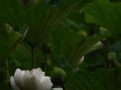 -黄兴公园