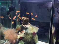 -太平洋海底世界