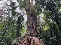 -莫里热带雨林景区