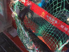 -全乐鱼馆·淳牌有机鱼直营店