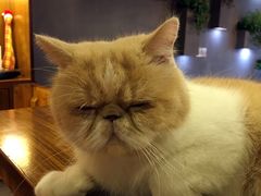 -喵园·猫主题咖啡厅·撸猫·猫咖(国贸店)