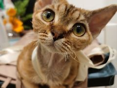 -有喵·猫咖·狗咖·40+猫狗有小奶狗(岗厦店)