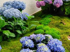 -上海滨江森林公园