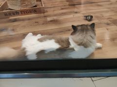 -袖虎·猫馆(体育西路店)