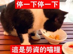 -猫爷宠物生活馆·撸猫馆