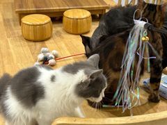 -楼上猫咖(罗湖店)