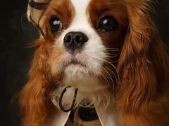 -萌宠之家·腊肠犬·马尔泰·小体犬舍