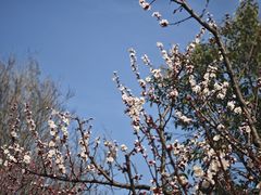 -梅花山(明孝陵内)