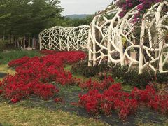 -亚龙湾国际玫瑰谷