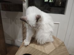 -楼上猫咖(罗湖店)
