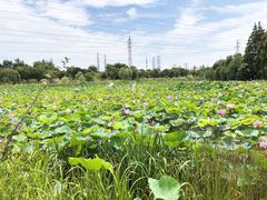 -上海长兴岛郊野公园