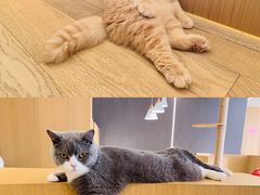 -CAT’S MEWSTAR CAFE·喵星球猫屋(晴湾咖啡店)