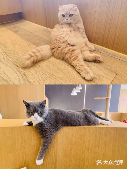 CAT’S MEWSTAR CAFE·喵星球猫屋(晴湾咖啡店)图片