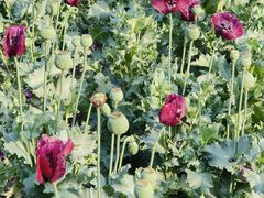 -国家植物园南园