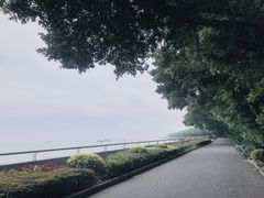 -大湾区中央湿地公园