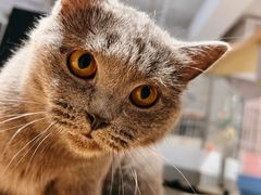 -more than meow吴止猫主题餐厅(承德 中船汇店)