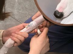 -半岛宠物医院24小时·内窥镜·牙科·碎石中心(府城大道店)